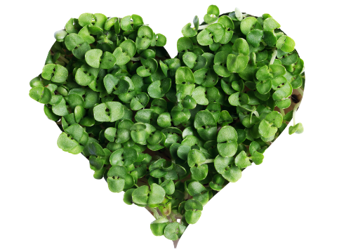 kertészeti szolgáltatás, tervezés, kivitelezés